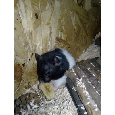 Ozzy looks like he is enjoying his JR banana chips