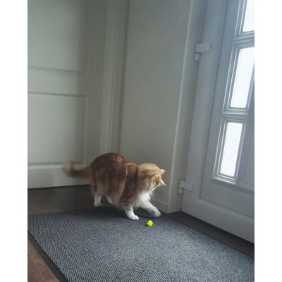 Waldkater Eloy mit seinem neuen Spielzeug