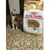 Milo e le sue crocchette