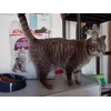 Gatti felici 