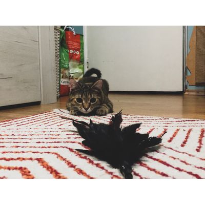 I am going to get you