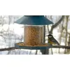 Parus major
