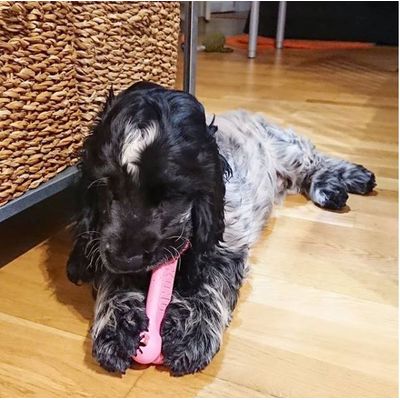 My favourite chew toy for treats