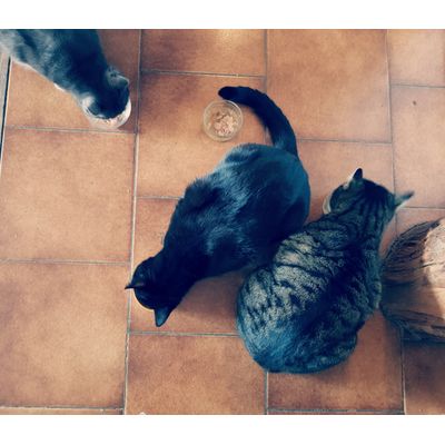 Les loulous