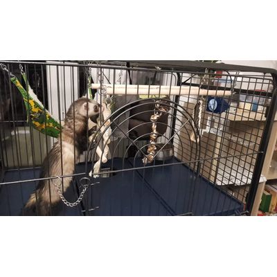 Jouet aussi pour furet