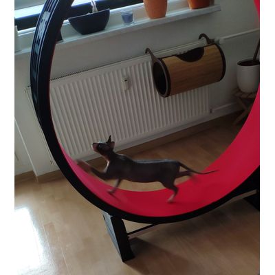 katze 1
