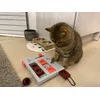 Trixie Katzenspielzeug Cat Activity Brain Mover