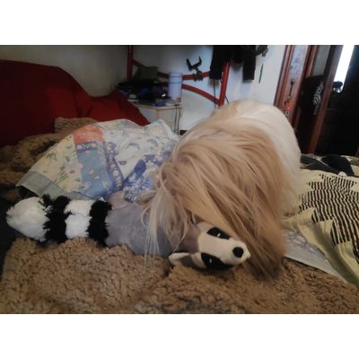 Lhasa Apso with Racoon