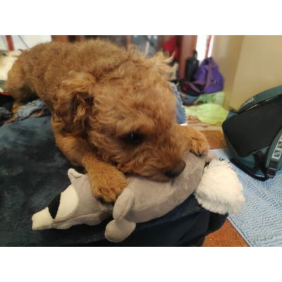 Racoon with Lakeland Terrier