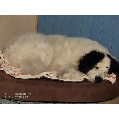 Happy landseer