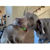 Sheldon e Pandora