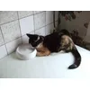 Cleopatra trinkt