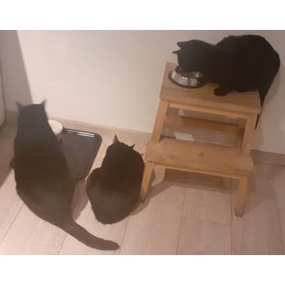 karma Felix z nowych misek otrzymanych za punkty