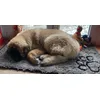 Mon beau tapis