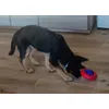 Puppy met KONG gyro
