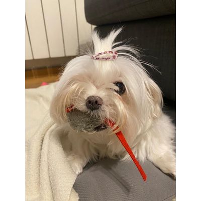 Ideal para mi perrita cazadora