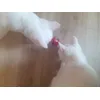 Petit
