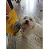 Fluke maltese
