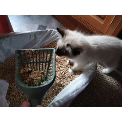 Happy kitten