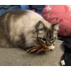 Sir Gizmo