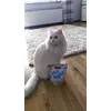 Milka