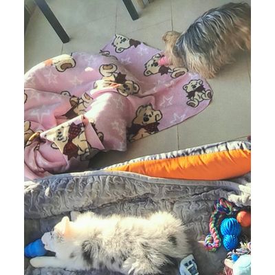 Trufa y Mia muy contentas