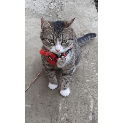 Afara