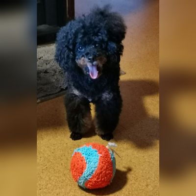 Minnie und ihr Riesenball