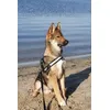 Kodi met K9 harnas maat 0