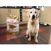 Golden retriever adult