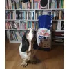 ICARE THE BASSET