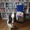 ICARE THE BASSET