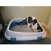 XXL litter box