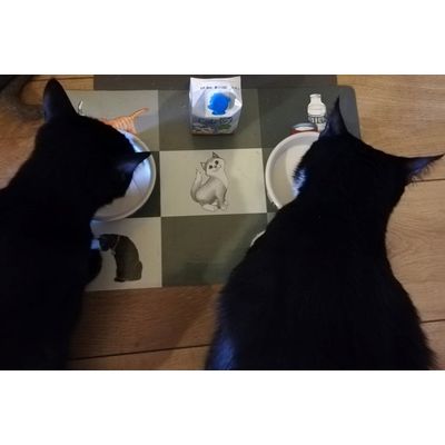 Trixie Patchwork Cat