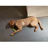 Snack 