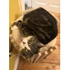 Cat heaven 