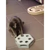 Trixie turning