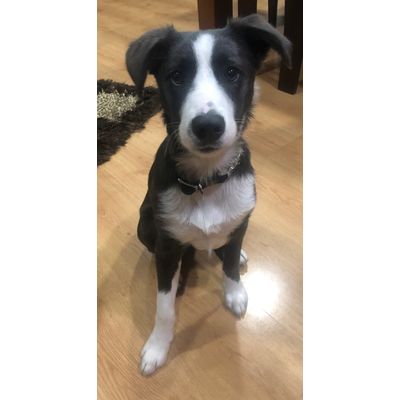 Bennie