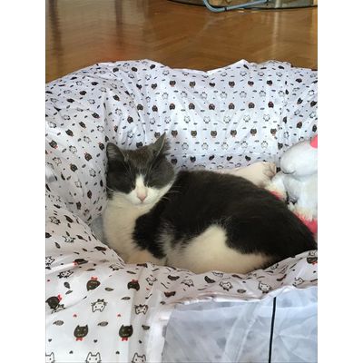 Unsere Katze Lucy