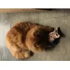 Valerian Owl Toy