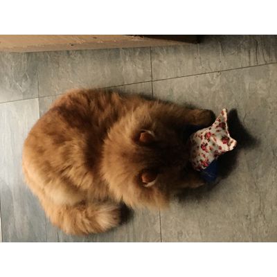 Valerian Owl Toy