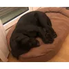 Lieblingsbett