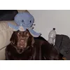 Octo favoriet