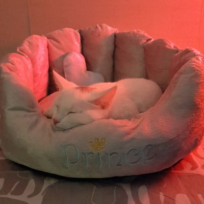 Prince Jupiter loves his new bed