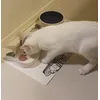 Cute cat cups