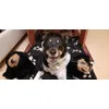 Roki