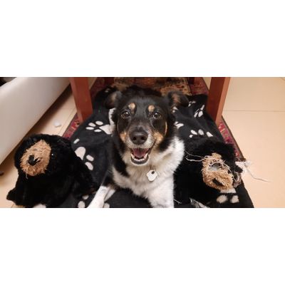 Roki