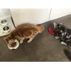 Es schmeckt