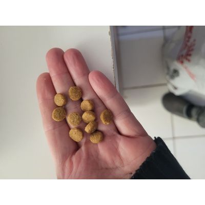 Croquettes mini