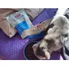 grain free cat food